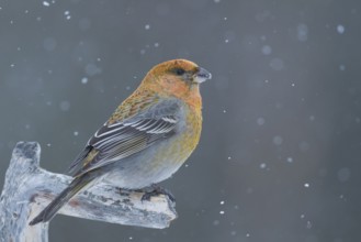 Pine Grosbeak - Hakengimpel - Pinicola enucleator, Finland