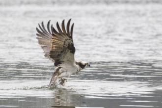 Western Osprey (Pandion haliaetus), Poland