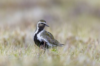European golden plover, Eurasian golden plover (Pluvialis apricaria) male in breeding plumage on