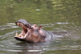 An adult male hippopotamus (Hippopotamus amphibius) shows aggression and defends its territory