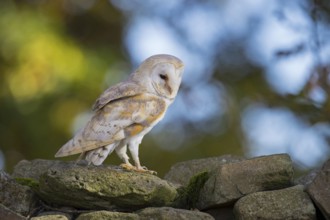 Western Barn Owl (Tyto alba), Lower Saxony, Germany