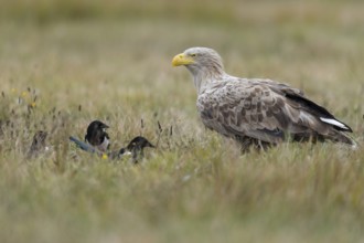 White-tailed Eagle (Haliaeetus albicilla), Kutno, Poland