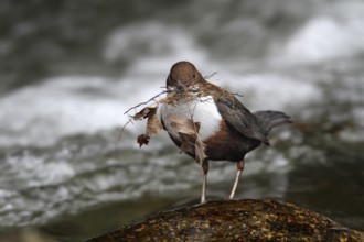 White-throated Dipper (Cinclus cinclus), Lower Saxony, Germany