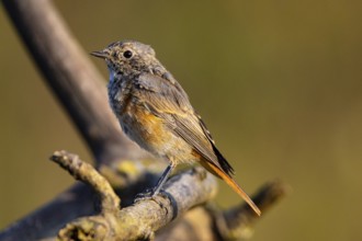 Redstart (Phoenicurus phoenicurus) Germany