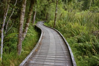 A winding wooden path runs through a green forest with lush fern growth, summer, Lake Matheson, Fox