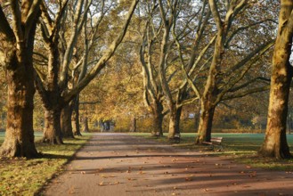 Path and common plane tree or Platanus × acerifolia (Platanus x hispanica, Platanus × acerifolia,