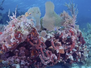 Brown tube sponge (Agelas conifera), diverse corals and plants form an underwater habitat. Dive