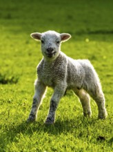 Sheep and farm in Lake District National Park, Coniston Water, Cumbria, England, United Kingdom