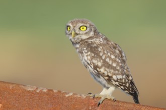 Little owl (Athene noctua) young bird sitting on an iron girder, endangered bird species in Central