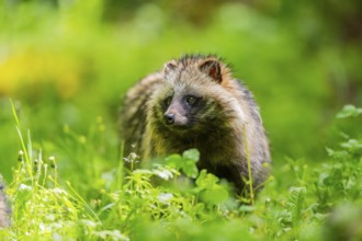 Common raccoon dog (Nyctereutes procyonoides) standing in the grass, Bavaria, Germany