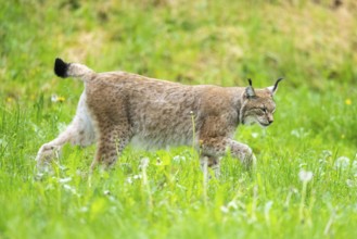 Eurasian lynx (Lynx lynx) walking in the grass, Bavaria, Germany