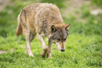 Eastern wolf (Canis lupus lycaon) walking on a meadow, Bavaria, Germany