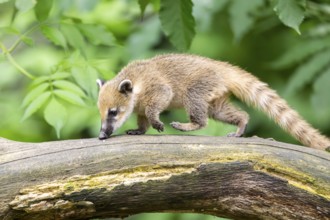 South American coati (Nasua nasua) youngster on an old tree trunk, captive, Zoo Augsburg