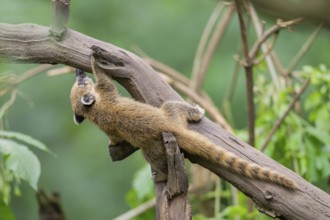 South American coati (Nasua nasua) youngster klimbing a little tree, captive, Zoo Augsburg