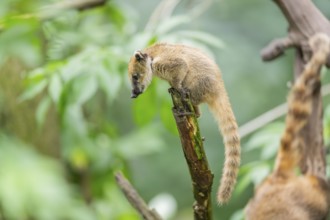 South American coati (Nasua nasua) youngster klimbing a little tree, captive, Zoo Augsburg