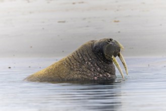 Walrus (Rosmarus arcticus) in water, Mammals (Mammalia), Gravnesodden, Spitsbergen, Svalbard