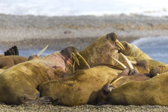 Group of walruses (Rosmarus arcticus) on the beach, Mammals (Mammalia), Eolusneset, Spitsbergen,