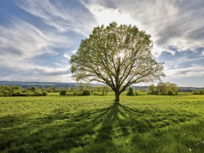 Sun shining through English oak (Quercus robur), Freiamt, Canton Aargau, Switzerland
