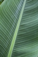 Large green leaf with detailed texture and natural patterns, close-up of banana leaf, Netherlands