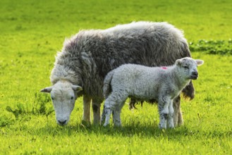 Sheep and farm in Lake District National Park, Coniston Water, Cumbria, England, United Kingdom