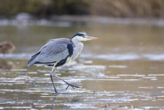 Grey heron (Ardea cinerea) Germany