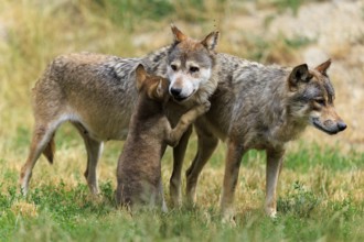Puppy shows affection to adult wolves in a natural environment, Timberwolf, wolf, American wolf,