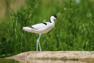 Avocet standing on a stone with a green, natural background, Avocet (Recurvirostra avosetta),