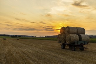 Loaded straw bale in the evening light, Unterallgäu, Bavaria