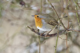 Robin (Erithacus rubecula), on a twig in the branches of a dog rose (Rosa canina), Wilnsdorf, North