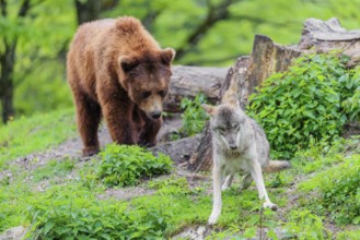 Situation awareness is crucial! A Eurasian gray wolf (Canis lupus lupus) is surprised by a European