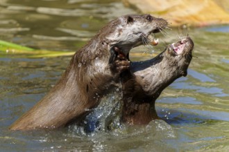 Two otters in intense competition in the water, full of power and dynamic energy, European otter