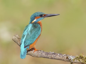 Kingfisher (Alcedo atthis), male sitting on a branch, wildlife, nature photography, waterfowl,