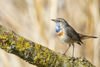 Bluethroat (Luscinia svecica cyanecula) ml Germany