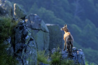 A chamois stands on a boulder and looks at the surroundings in the evening light, chamois, chamois,