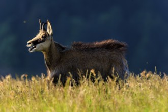 Chamois in tall grass with dark background under blue sky, chamois, chamois, (Rupicapra