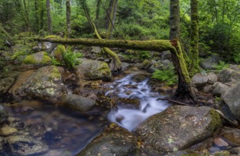 Stream, Parc Régional Naturel Corse, Corsica, France