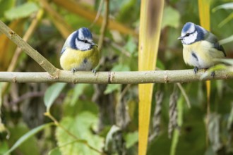 Blue tit (Parus caeruleus) Germany
