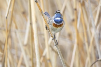 Bluethroat (Luscinia svecica cyanecula) ml Germany