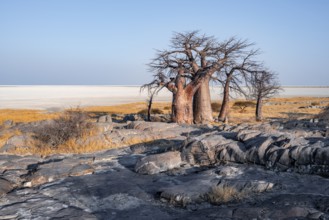 African baobab or baobab tree (Adansonia digitata), arid landscape, Kubu Island (Lekubu), Sowa Pan,
