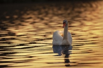 A Mute Swan (Cygnus olor) swims on the Steinhuder Meer in the golden evening light, animal photo,