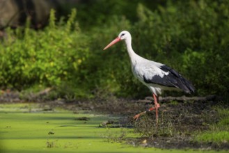White stork (Ciconia ciconia) beside a little lake, Hesse, Germany