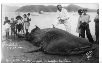 Whale shark (Rhincodon typus), approx. 6 metres long, onlookers pose next to the shark. The picture