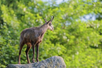 An adult female chamois (Rupicapra rupicapra) stands on a rock in beautiful light. A forest can be