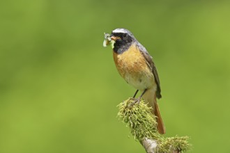 Redstart (Phoenicurus phoenicurus), male with caterpillars in beak on mossy branch, songbird,