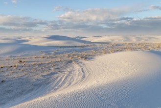 Desert grasses in flatter areas of the White Sands National Park in Alamogordo, New Mexico, USA