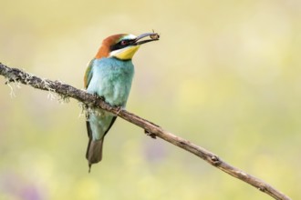 European Bee-eater (Merops apiaster) perched on a branch with insect in beak, Andalusia, Spain