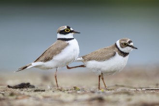 Little Ringed Plover (Charadrius dubius) pair displaying, North Rhine-Westphalia, Germany