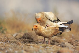 Egyptian Vulture (Neophron percnopterus) pair mating, Catalonia, Spain