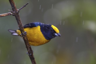 Purple-throated Euphonia (Euphonia chlorotica), Bahia, Brazil