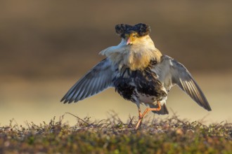 Ruff (Calidris pugnax) male displaying, Finnmark, Norway